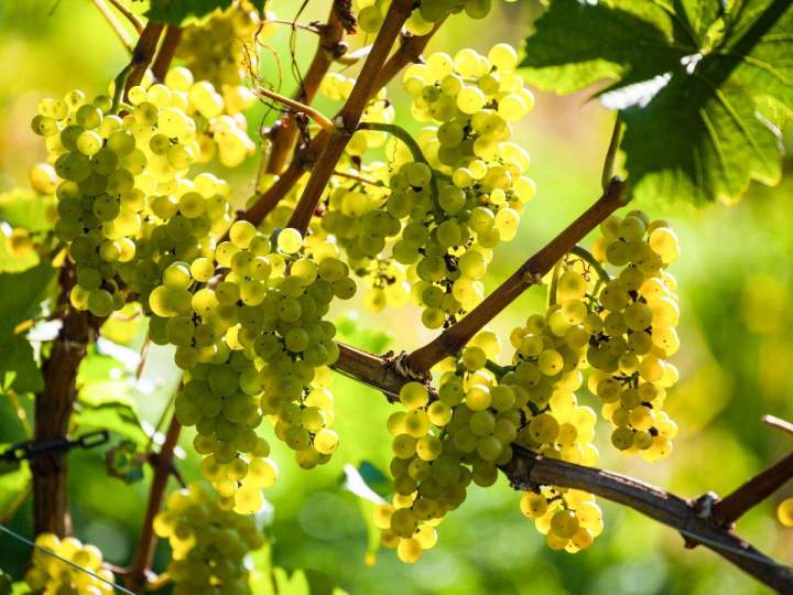 Micro-vignoble Provence-Alpes-Côte d'Azur