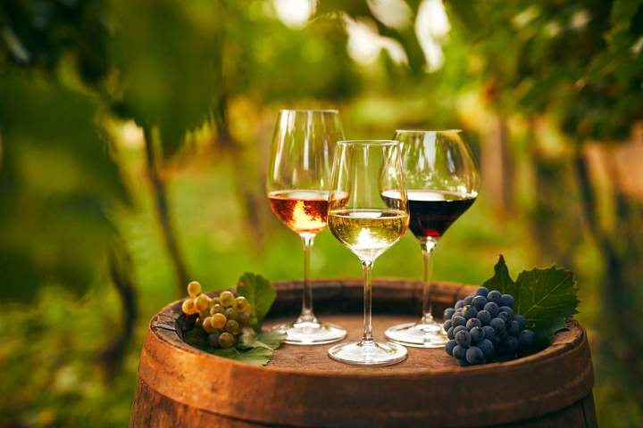 Quels sont les principaux défis de la création et de l’entretien d’un micro-vignoble ? Provence-Alpes-Côte d'Azur