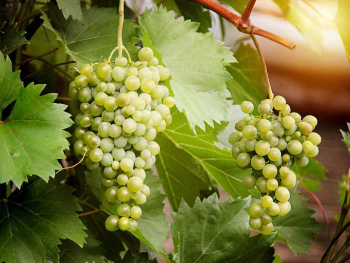 Création de micro-vignoble Provence-Alpes-Côte d'Azur