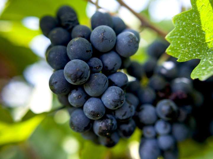 Conception de micro-vignoble Provence-Alpes-Côte d'Azur